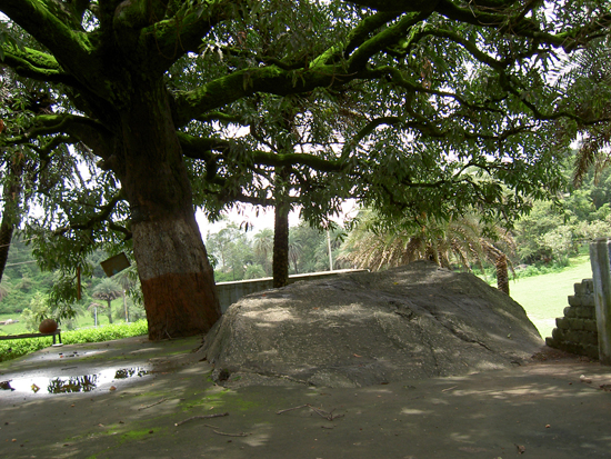 Osho Tree at the Scout Ground
