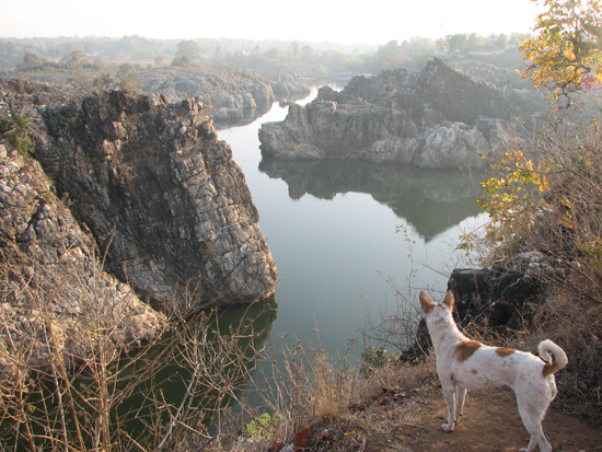 Guide dog overlooking the Narmada river