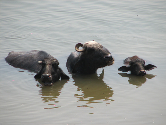Water-Buffalos