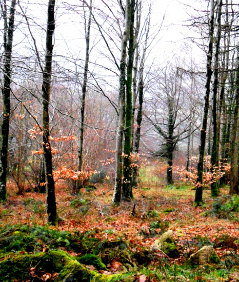 010 pretty woods