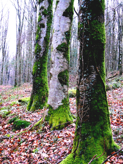 040 woods 6