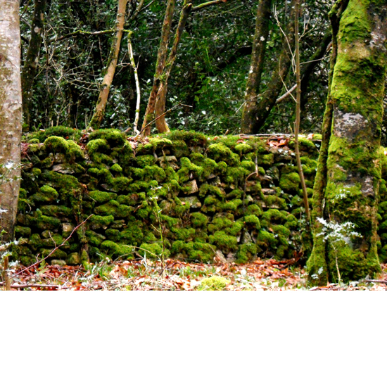 woods 12