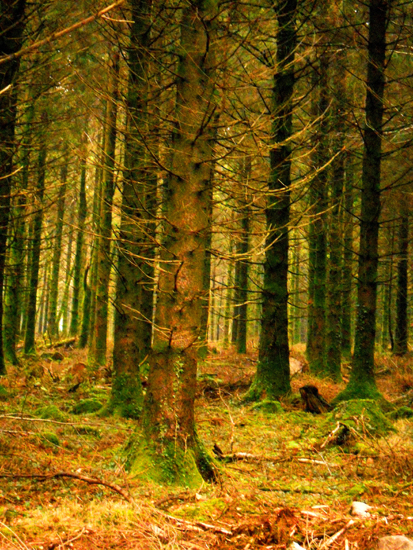 woods 16