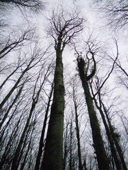 woods upwards
