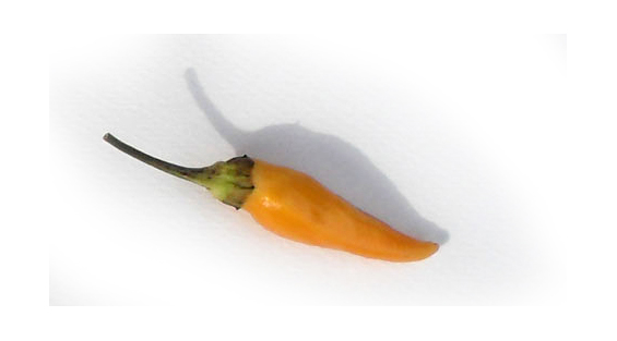 Chilli
