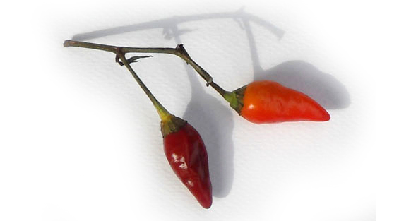 Chilli
