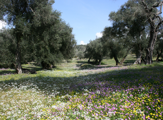 River of flowers in Arillas