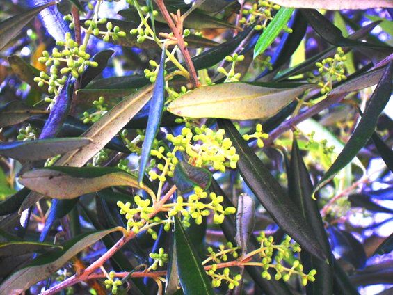 11 olive flower buds Corfu