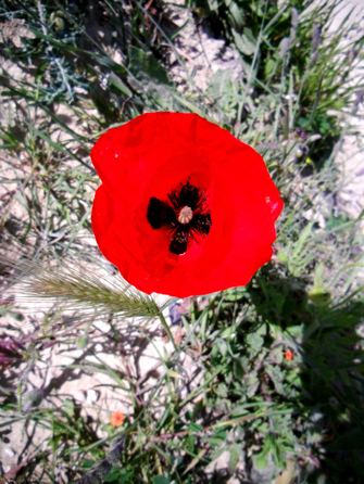 13 poppy heart Corfu
