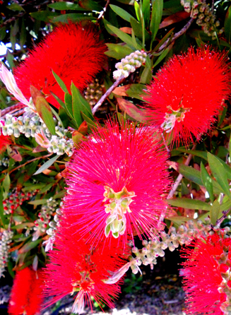 14 bottle brush Corfu