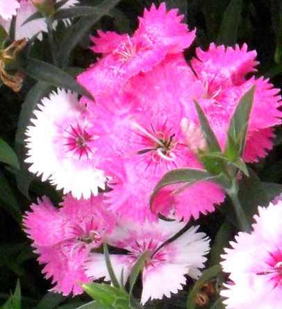 15 sweet pinks tighter crop