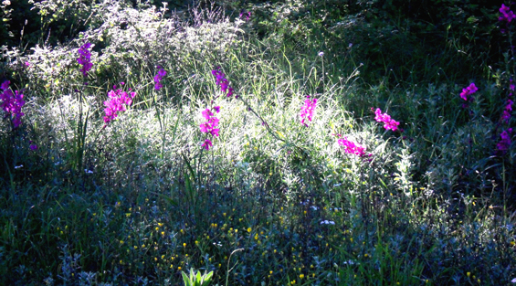 16 early morning wildflowers Corfu