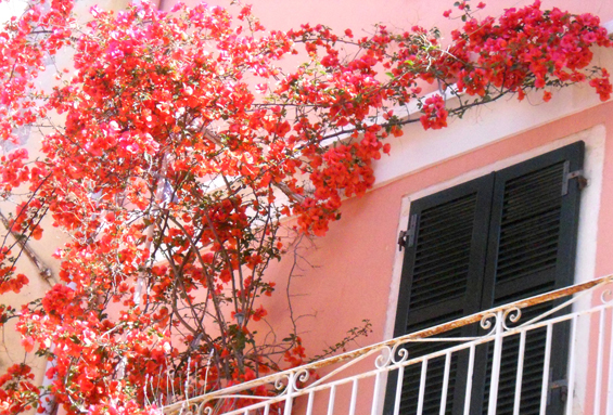 3 Corfu boungainvilleae