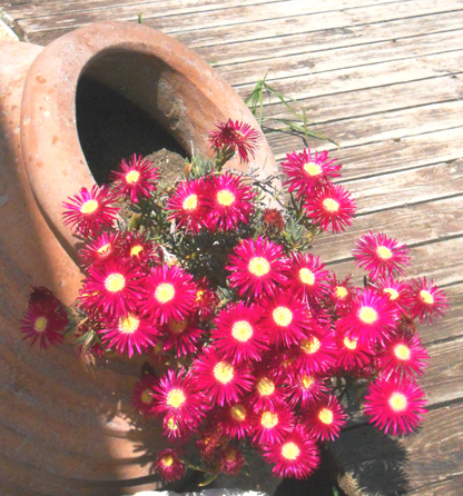 4 red spilling from pot Corfu