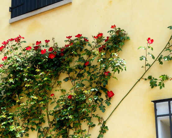 5 Roses on wall Italia