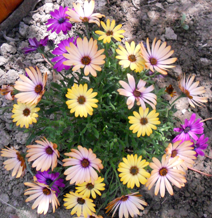 6 assorted daisies Corfu