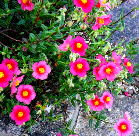 9 yellow centred pinks