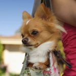 Chihuahua in Handbag