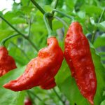 Naga Jolokia Pepper Ghost Chili from India