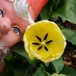 Sadhvi's Swiss Gnome