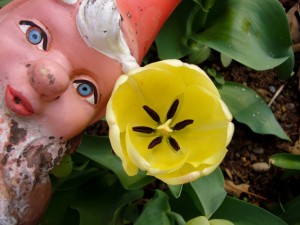 Sadhvi's Swiss Gnome