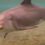 Dolphin birth