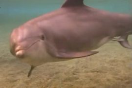 Dolphin birth