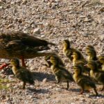 Mother Duck and Ducklings
