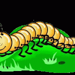 Centipede