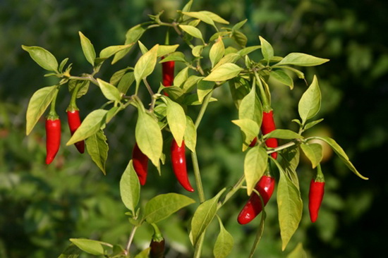 Hot Chillies