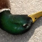 Dead duck