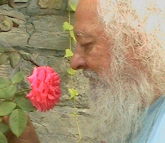 Virato and rose