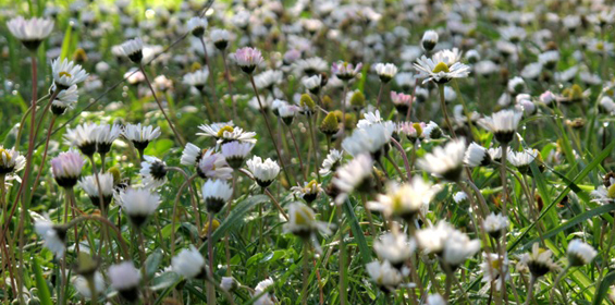 daisies in Corfu by Shivananda