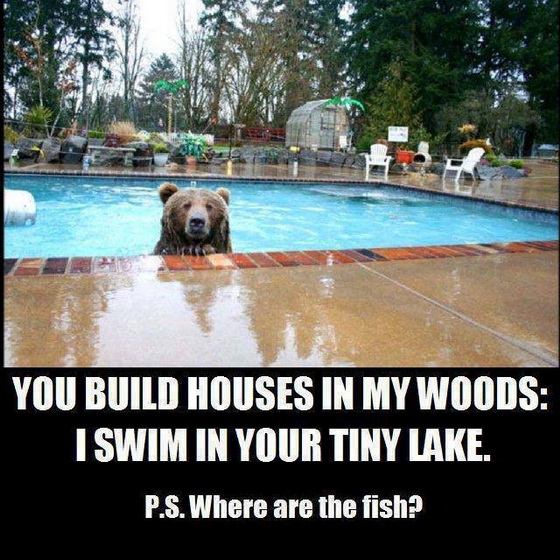 Bear