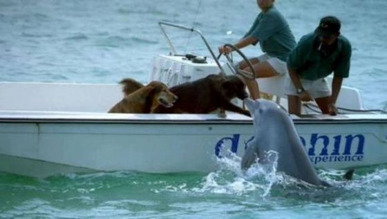 Dogs and Dolphin