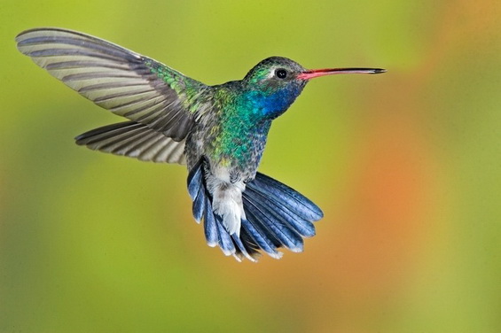 Broad-billed Hummingbird