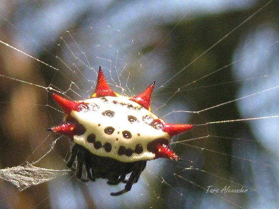 Spikey spider