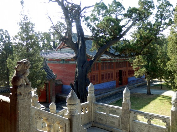Beautiful courtyard with ancient cypresses