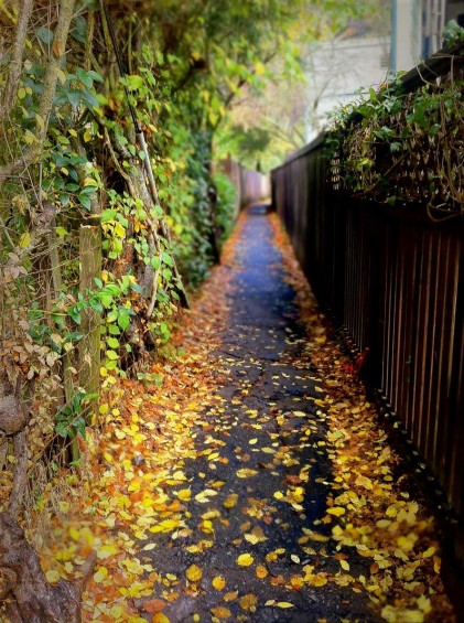 Golden leaves adorn a lane