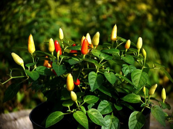 Chilli Bush