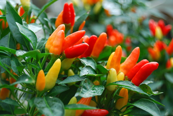 Chilli