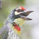 Coppersmith Barbet by Samarpan