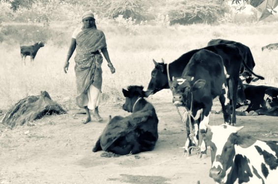 Cow herd