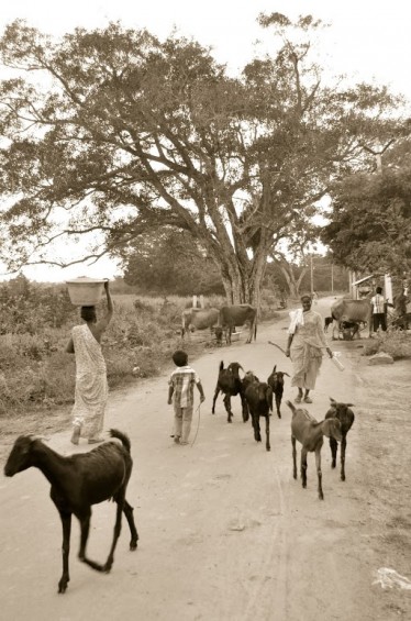 Goat herd