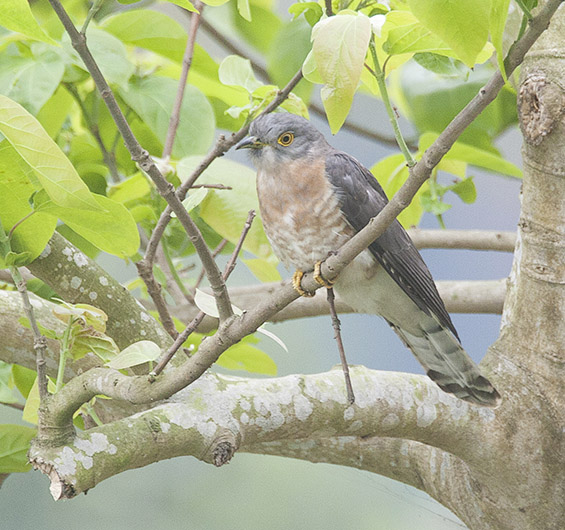 Common Hawk Cuckoo adult