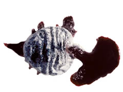 Carminic Acid