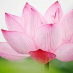lotus pink