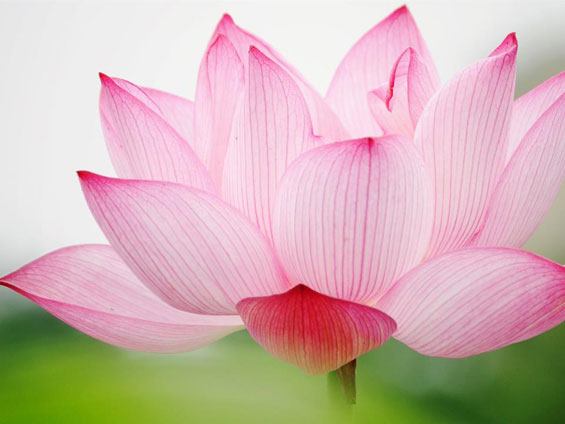 lotus pink