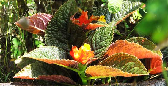 plant by Bhagawati