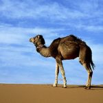 arabian camel